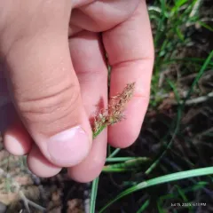 Long-stolon Sedge thumbnail 2