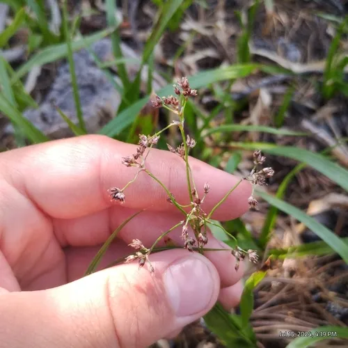 hitchcock's wood-rush