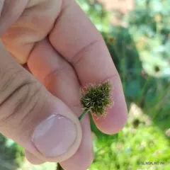 small-winged sedge thumbnail 2