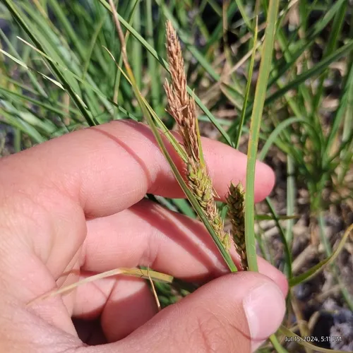 Oregon sedge