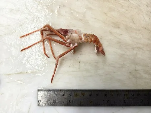 Munida tenuimana