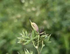 Asphondylia thalictri thumbnail 3