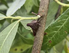 Palonica pyramidata thumbnail 3