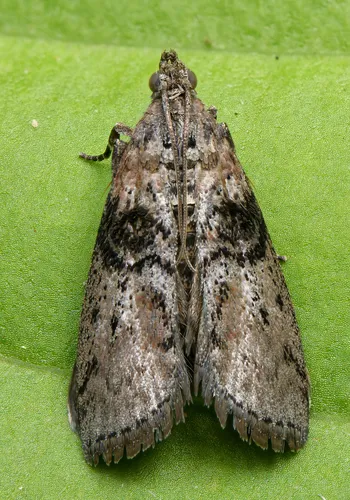 Tlascala Moth