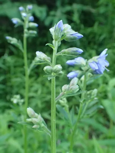 Blue Jacob's Ladder