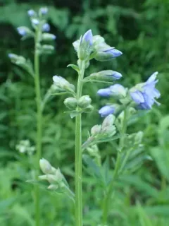 Blue Jacob's Ladder thumbnail 1