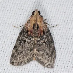 Striped Oak Webworm Moth thumbnail 2