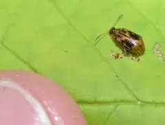 Charlie Brown Flea Beetle thumbnail 4