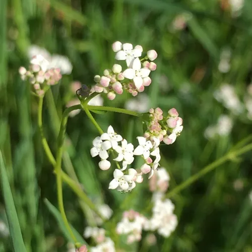 Common Marsh-bedstraw
