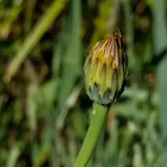 Common Cat's-ear thumbnail 3