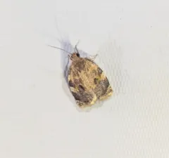 Oak Webworm Moth thumbnail 3