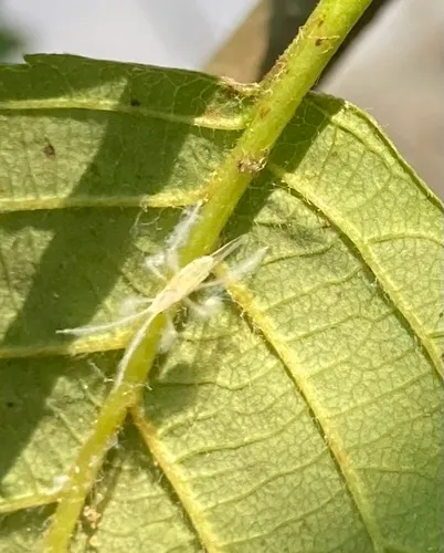 Oestlundiella flava