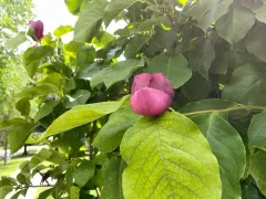 Lily Magnolia thumbnail 2