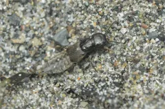 Cafius canescens thumbnail 3