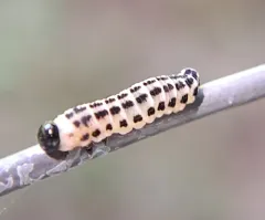 White Pine Sawfly thumbnail 1