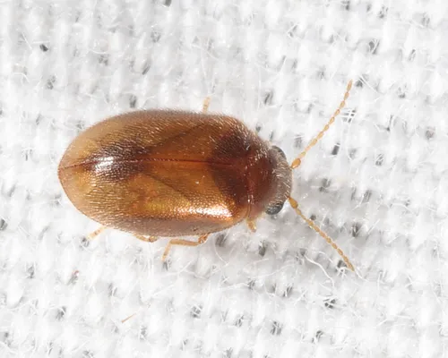 Contacyphon setulipennis