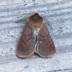 Sundew Cutworm Moth thumbnail 2