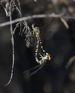 White-belted Ringtail thumbnail 4