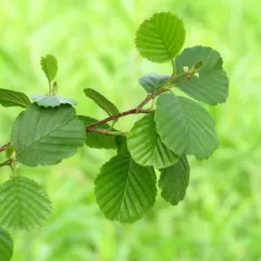 common alder thumbnail 2