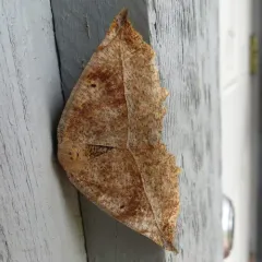 Curved-toothed Geometer Moth thumbnail 3