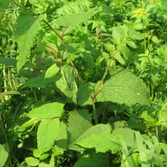 Giant Knotweed thumbnail 3