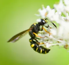 Cerceris atramontensis thumbnail 1