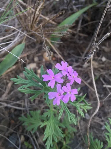 Dakota mock vervain