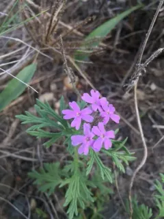 Dakota mock vervain thumbnail 1