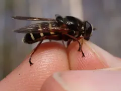 Polar Pond Fly thumbnail 2