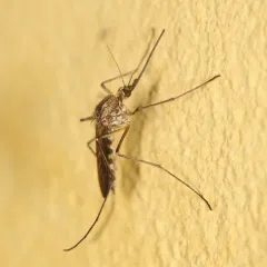 Snow Mosquito thumbnail 4