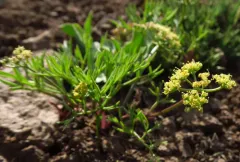 Cusick's biscuitroot thumbnail 3