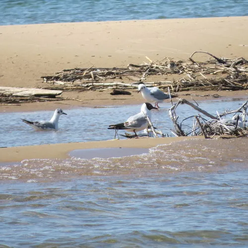 Black-headed Gull