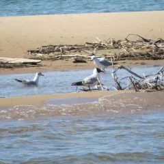 Black-headed Gull thumbnail 1