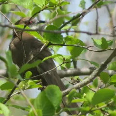 Black-billed Cuckoo thumbnail 4