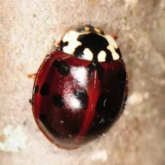Fifteen-spotted Lady Beetle thumbnail 2