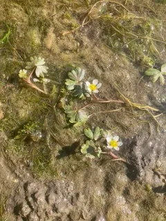 Ranunculus mongolicus thumbnail 2
