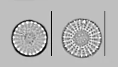 Stephanodiscus minutulus thumbnail 4