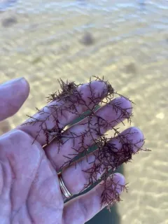 Chondria dasyphylla thumbnail 4