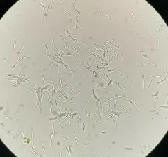 Mulberry Leaf Spot thumbnail 1