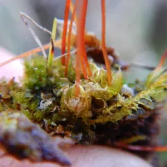Yellow Moosedung Moss thumbnail 2