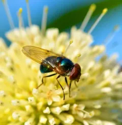 Iridescent Bromeliad Fly thumbnail 2