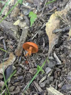 Cortinarius hesleri thumbnail 2
