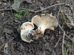 Lactifluus glaucescens thumbnail 4