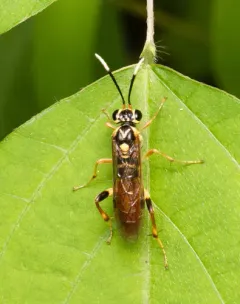 Macrophya varia thumbnail 2