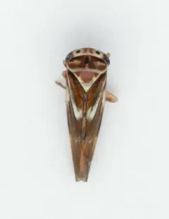 Balcanocerus fitchi thumbnail 2