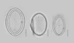 Cocconeis placentula thumbnail 2