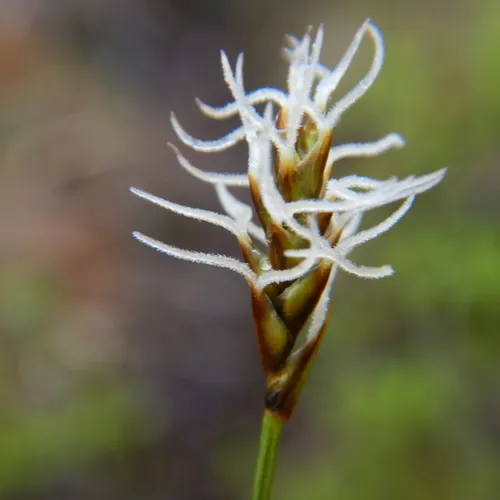 Northern bog sedge