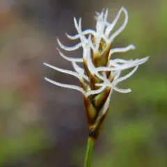 Northern bog sedge thumbnail 1
