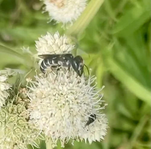 Megachile rugifrons