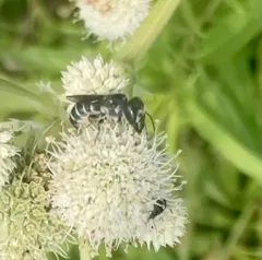 Megachile rugifrons thumbnail 1